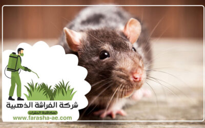 شركة مكافحة الفئران الجميرا دبي1 (1)