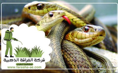 مكافحة الثعابين في أبوظبي5 (1)