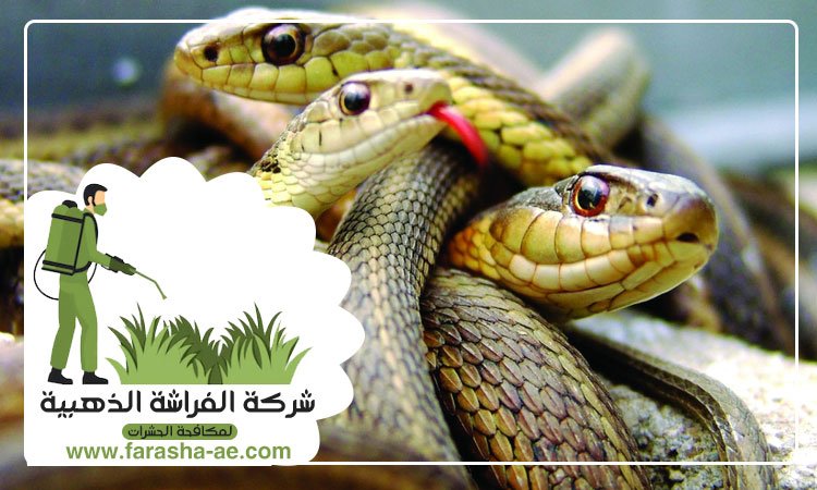 مكافحة الثعابين في أبوظبي