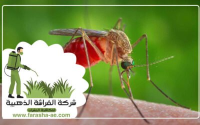 مكافحة الناموس في دبي5 (1)