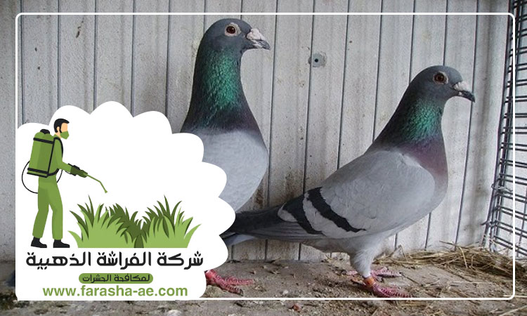 شركة مكافحة الحمام في الشارقة