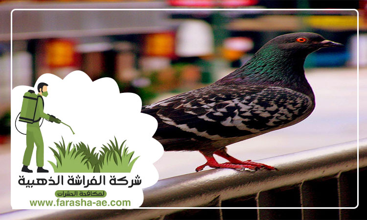 شركة مكافحة الحمام في عجمان