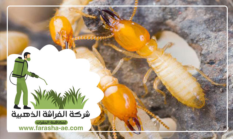 افضل شركة مكافحة حشرات في الإمارات