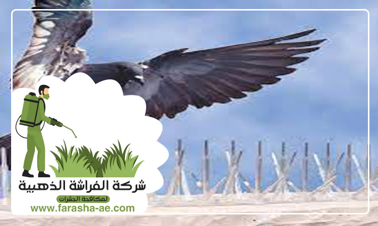 شركة مكافحة الحمام