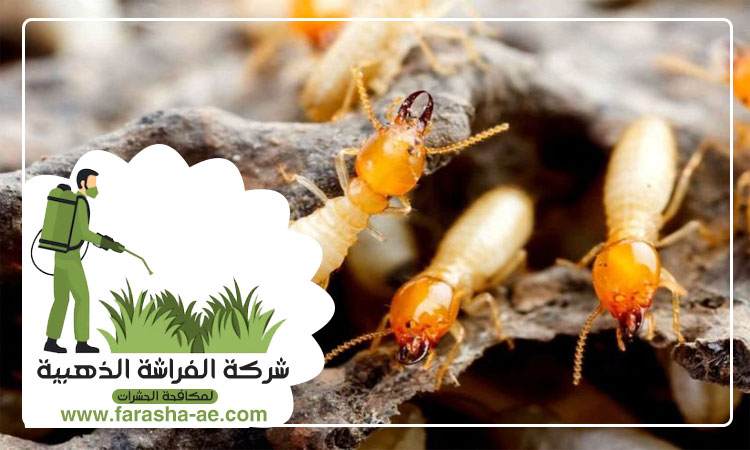 شركة مكافحة الرمة في عجمان