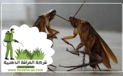 شركة مكافحة الصراصير في ابوظبي