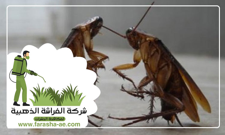 شركة مكافحة الصراصير