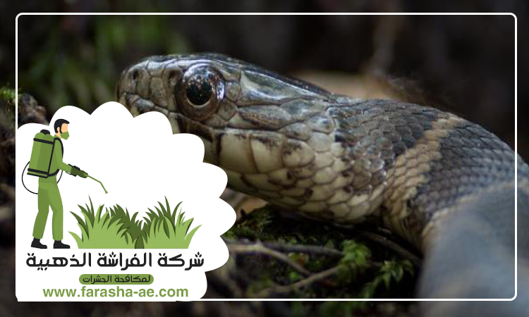 شركة مكافحة الافاعي في راس الخيمة