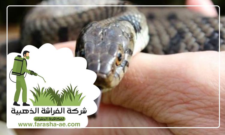 شركة مكافحة الافاعي في الشارقة