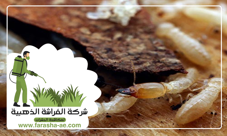 شركة مكافحة الرمة في الرفاع