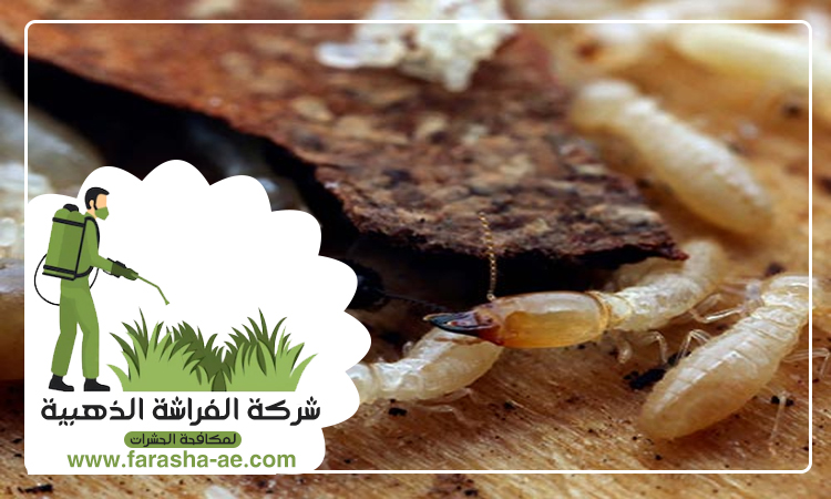 مكافحة الرمة