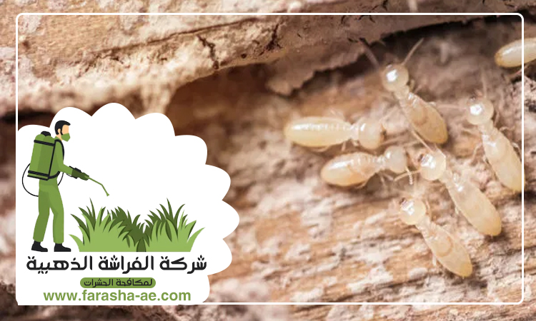 مكافحة الرمة