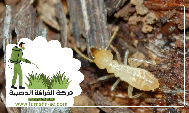 مكافحة الرمة