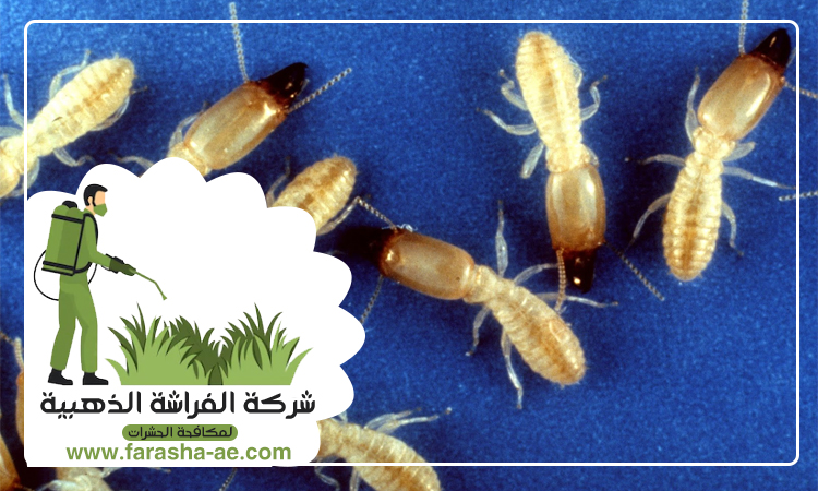 مكافحة الرمة