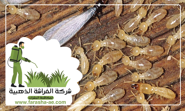  شركة مكافحة الرمة في الخان
