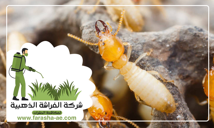 شركة مكافحة الرمة في الشهباء 