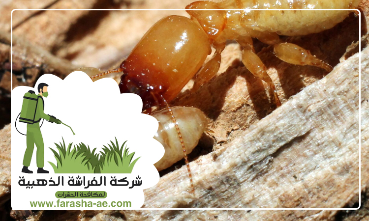 مكافحة الرمة