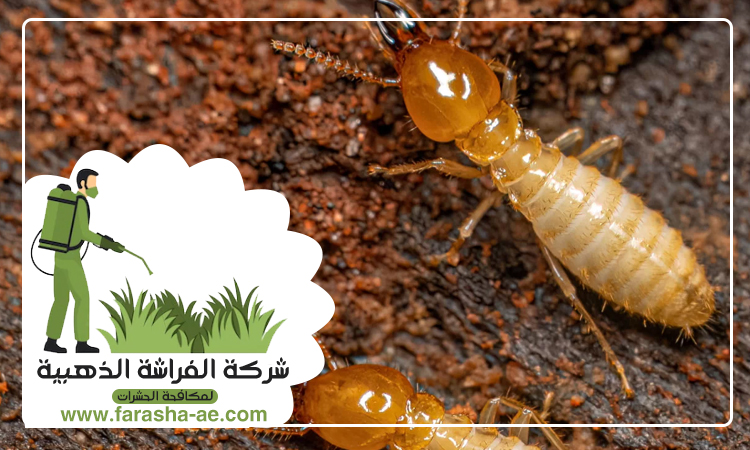 مكافحة الرمة