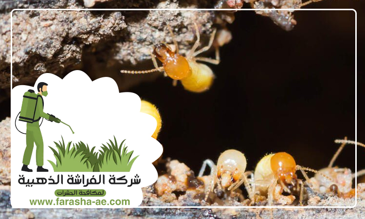 شركة مكافحة الرمة في القاسمية