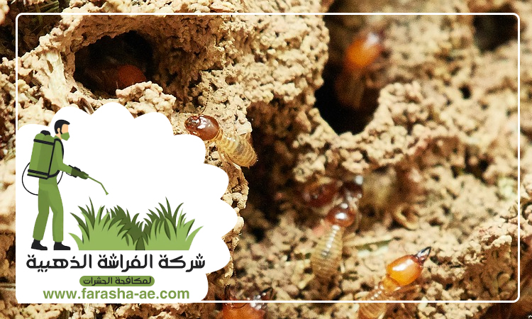  شركة مكافحة الرمة في شرقان