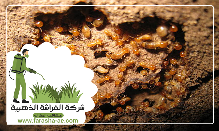 مكافحة الرمة
