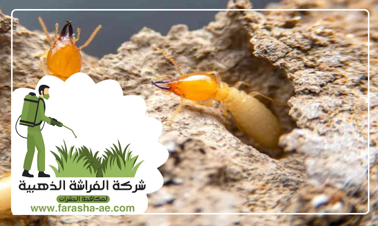 مكافحة الرمة