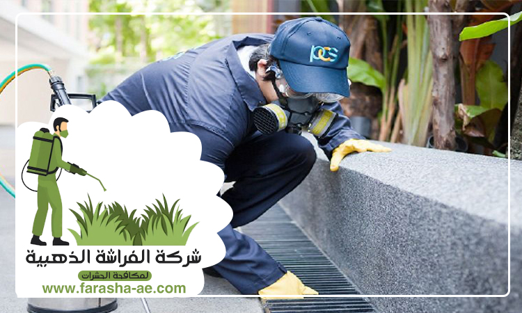 افضل شركة مكافحة حشرات في الإمارات 3 افضل شركة مكافحة حشرات في الإمارات