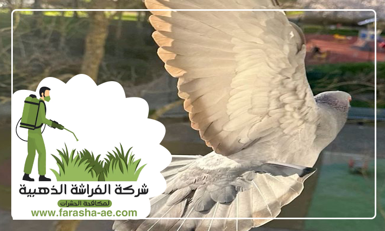 مكافحة الحمام في رأس الخيمة 3 مكافحة الحمام في رأس الخيمة