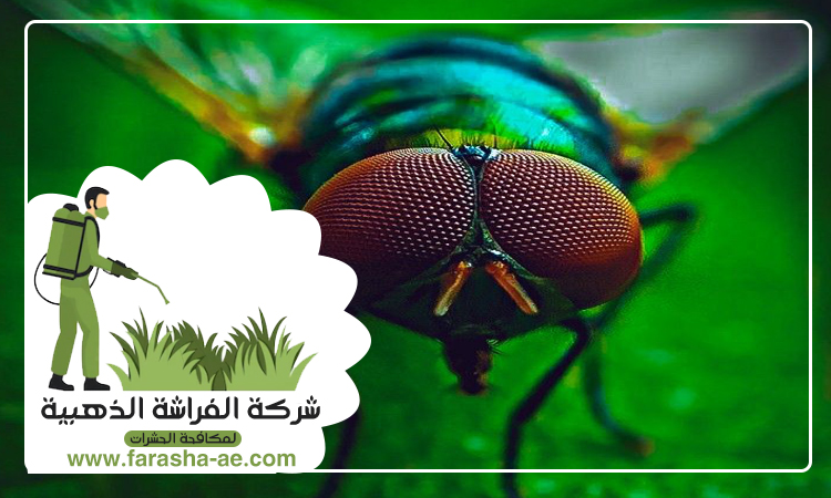 شركة مكافحة الذباب في عجمان