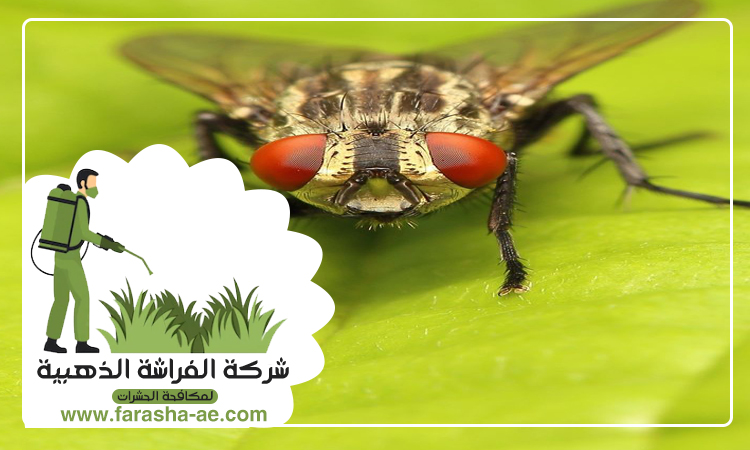 شركة مكافحة الذباب في عجمان 4 شركة مكافحة الذباب في عجمان