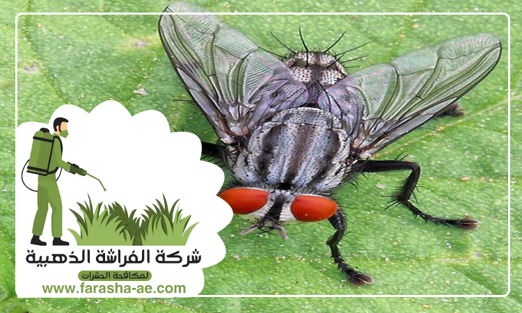 شركة مكافحة الذباب في عجمان 5 شركة مكافحة الذباب في عجمان