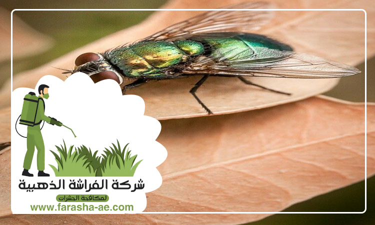 مكافحة الذباب في رأس الخيمة