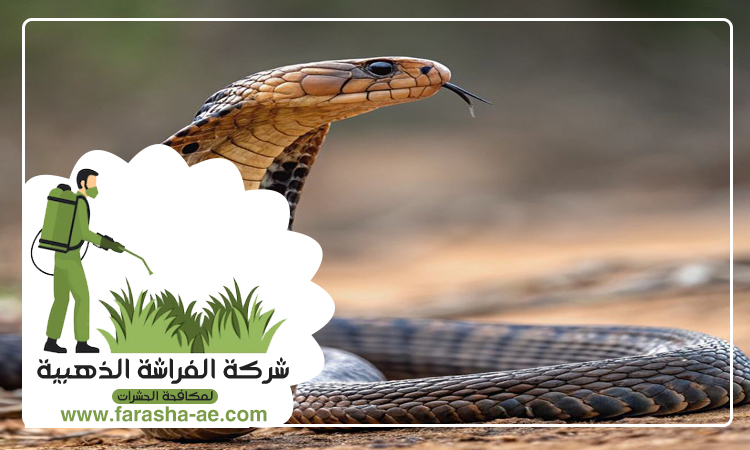 شركة مكافحة الثعابين في عجمان
