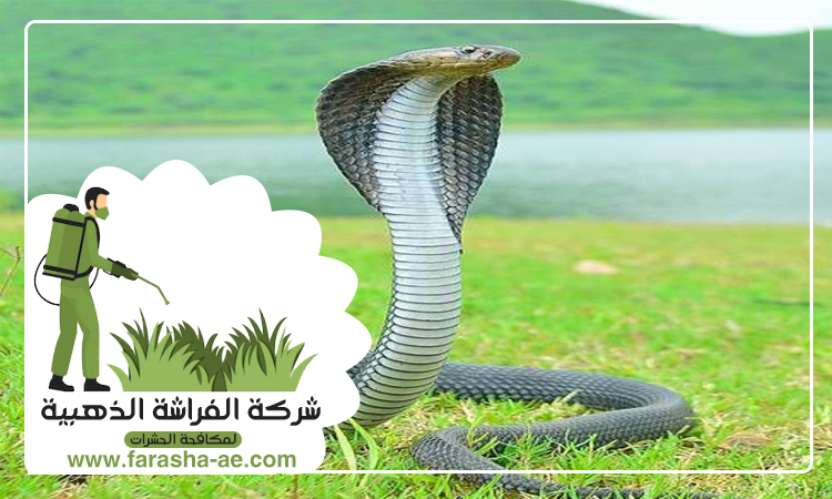 شركة مكافحة الثعابين في عجمان