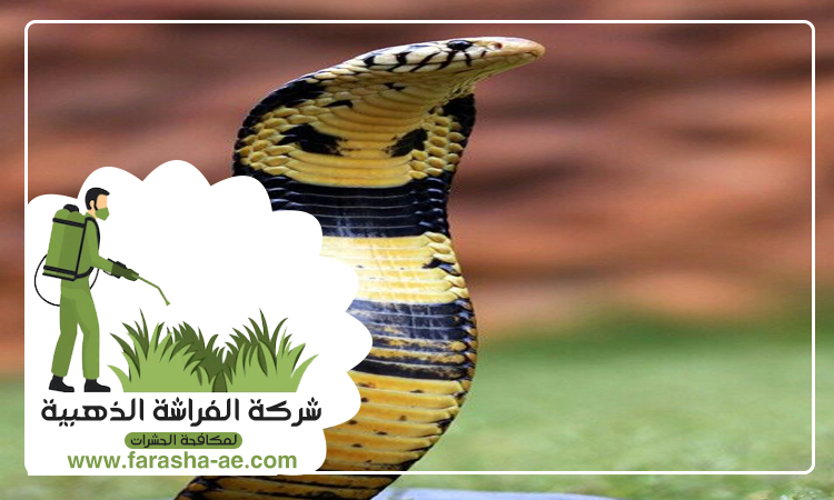شركة مكافحة الثعابين في عجمان