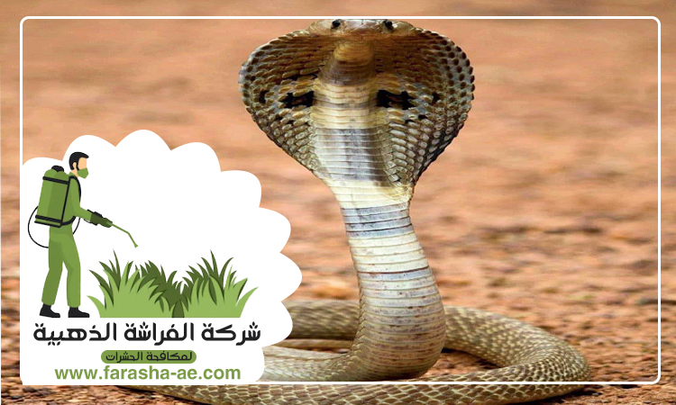 شركة مكافحة الثعابين في عجمان