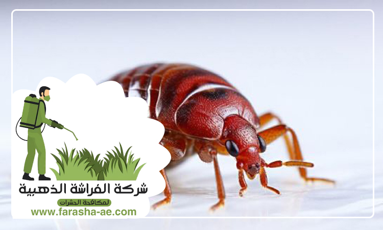 شركة مكافحة بق الفراش في الزيد