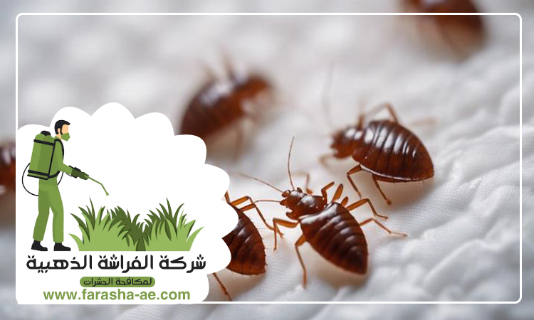 شركة مكافحة بق الفراش في الزيد