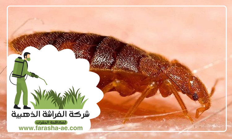 شركة مكافحة بق الفراش في الزيد