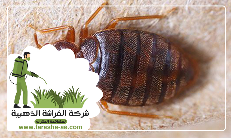 شركة مكافحة بق الفراش في السيوح