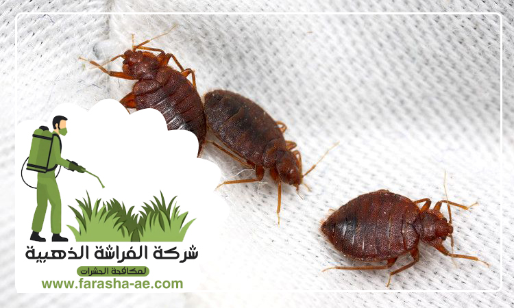 شركة مكافحة بق الفراش في الطور