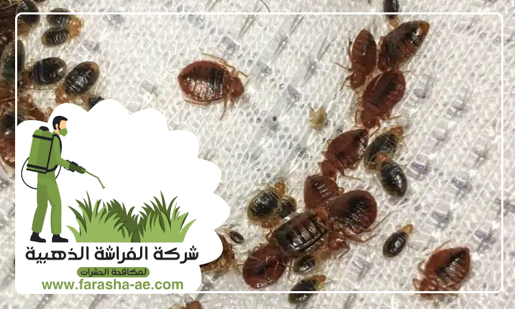 شركة مكافحة بق الفراش في السيوح