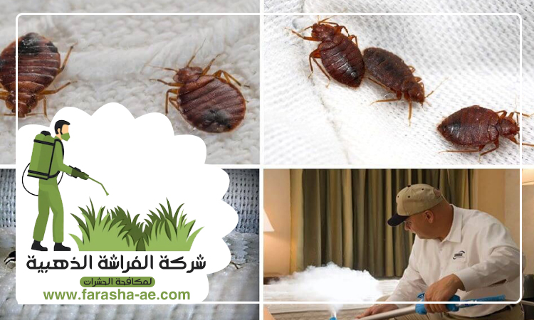شركة مكافحة بق الفراش في البدع