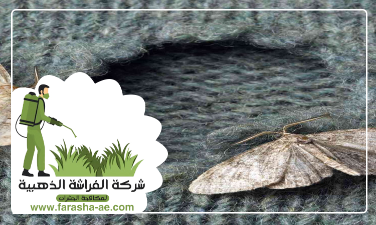 شركة مكافحة العثة دبي