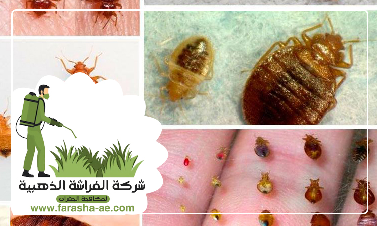 شركة مكافحة بق الفراش في البحيرات