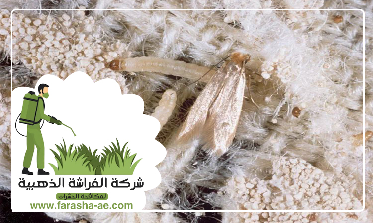 شركة مكافحة العثة دبي 3 شركة مكافحة العثة دبي