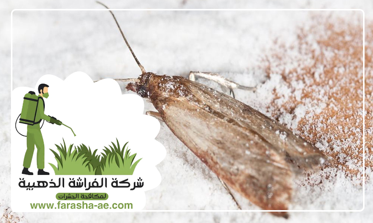 شركة مكافحة العثة دبي 4 شركة مكافحة العثة دبي