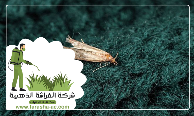 شركة مكافحة العثة دبي 5 شركة مكافحة العثة دبي