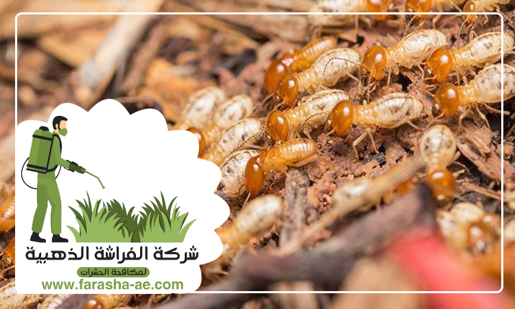 شركة مكافحة الرمة في مردف