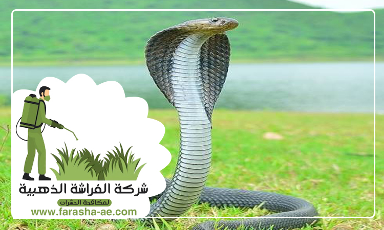 شركة مكافحة الثعابين في المنخول